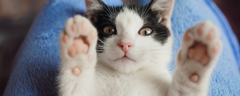 Castração de gatos