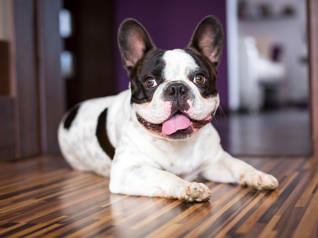 cachorro para apartamento veja as principais raças pet pillow