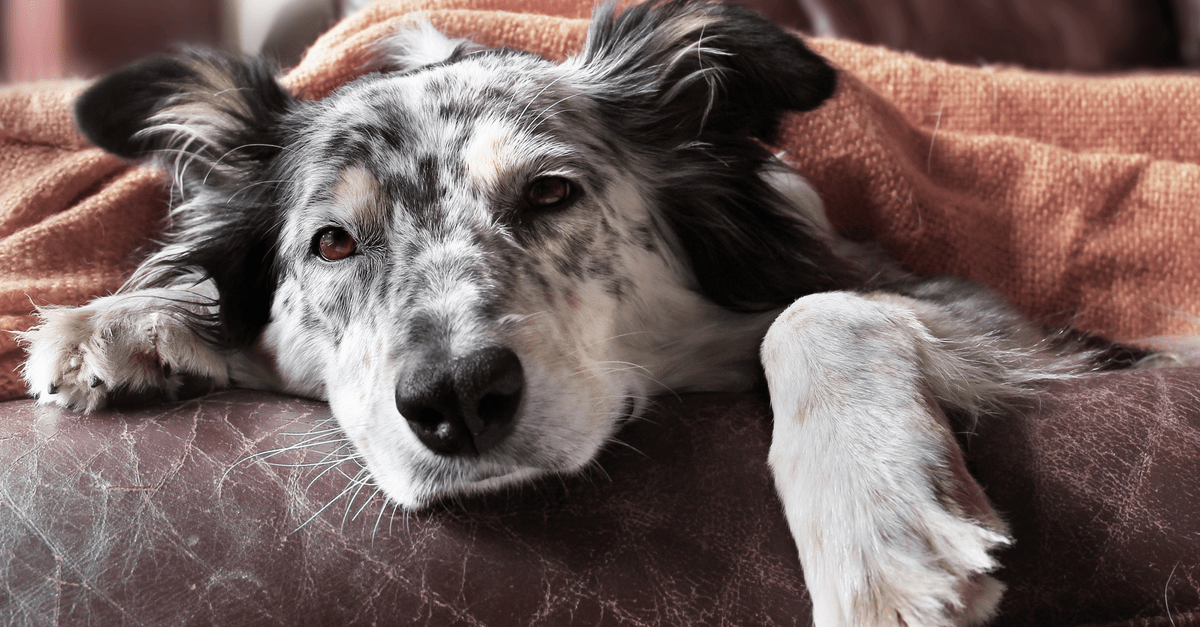 Cachorro com diarreia: saiba o que fazer