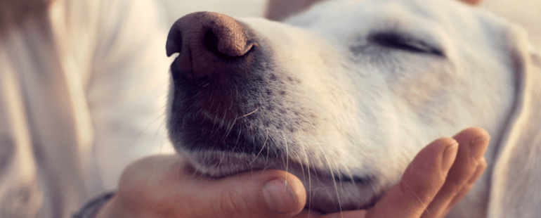 Cães para adoção em SP