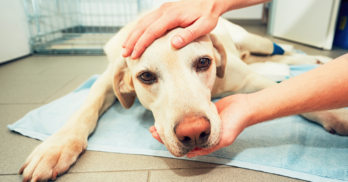 Castração de cachorros: tudo que você precisa saber