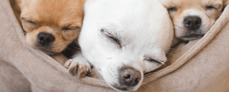 quanto tempo dura a gestacao de cachorros-destaque