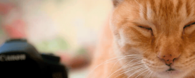 sintomas de que seu gato esta doente