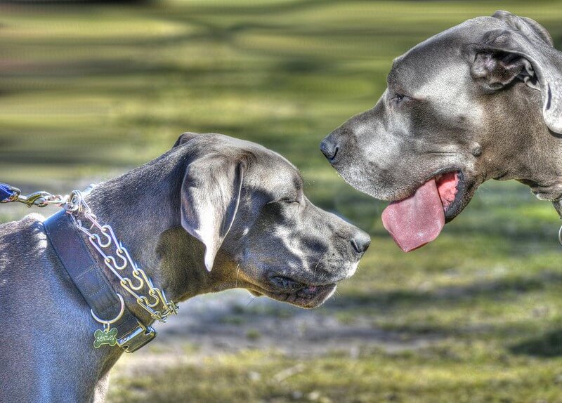 Os maiores cachorros do mundo: conheça as raças - Veterinária Pet