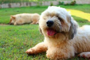 raças de cachorro: lhasa apso