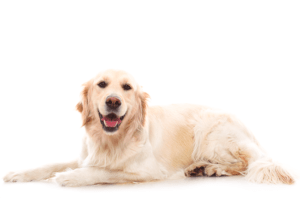 raças de cachorro: Golden Retriever