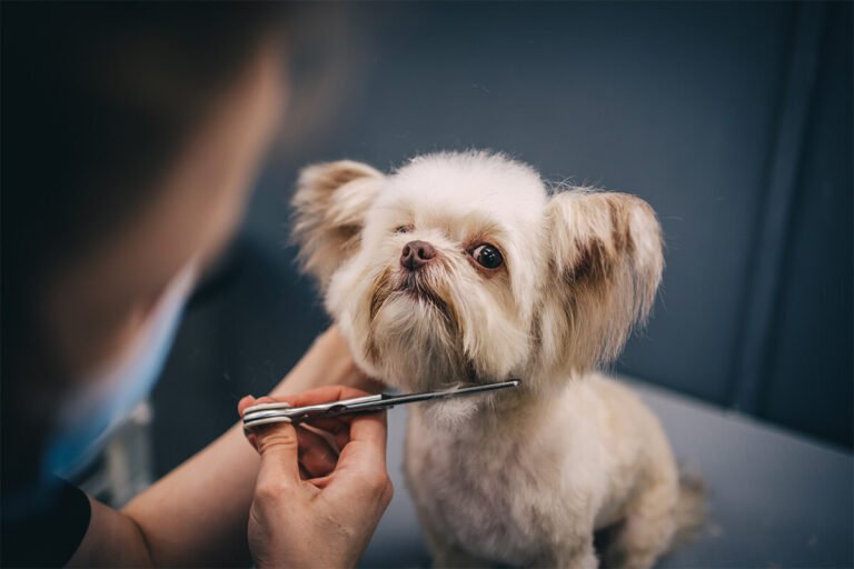 Tosa De Cachorro Tudo O Que Voc Precisa Saber Sobre O Assunto Pet