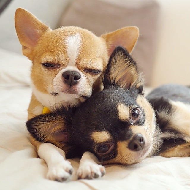 Cachorro para apartamento: Chihuahua