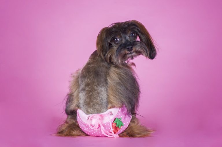 Cachorra menstruada O que fazer com a cadela no cio Pet Pillow Cachorra menstruada O que fazer com a cadela no cio Pet Pillow