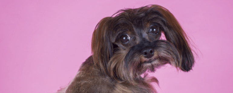 cachorra menstruada