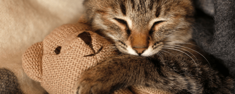 brinquedos para gatos