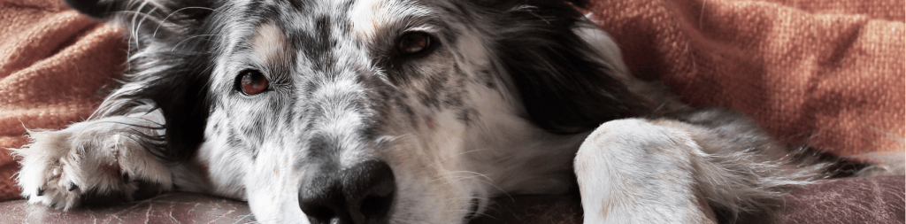 Cachorro com Diarreia: saiba o que fazer