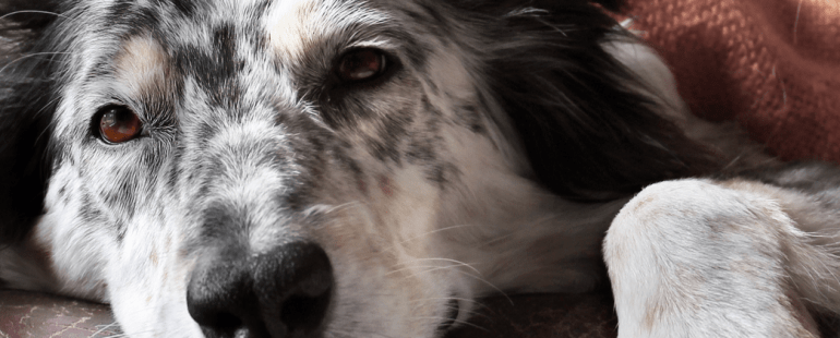 Cachorro com Diarreia: saiba o que fazer