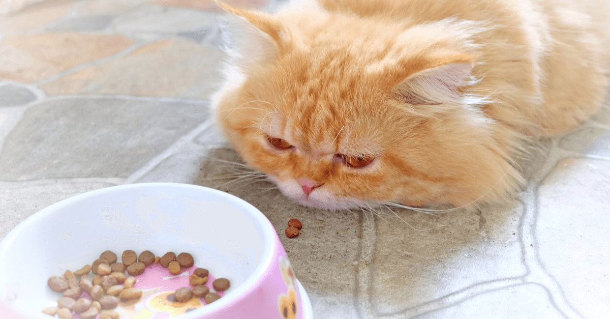 Meu gato não quer comer, o que fazer?