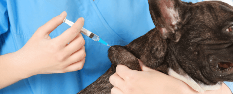 Porque a vacinação de cachorro é importane