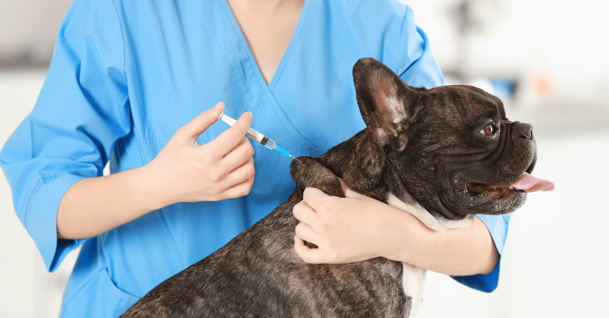 Porque a vacinação de cachorro é importante