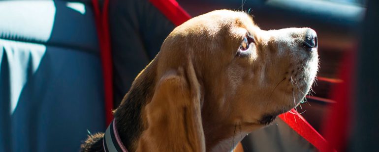 Dicas para viajar com seu cachorro