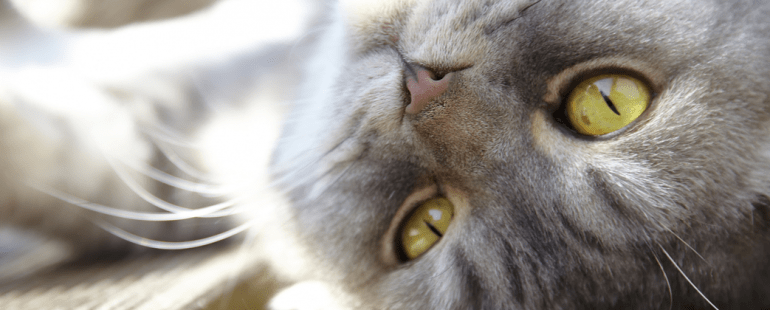 Quanto tempo dura o cio do gato
