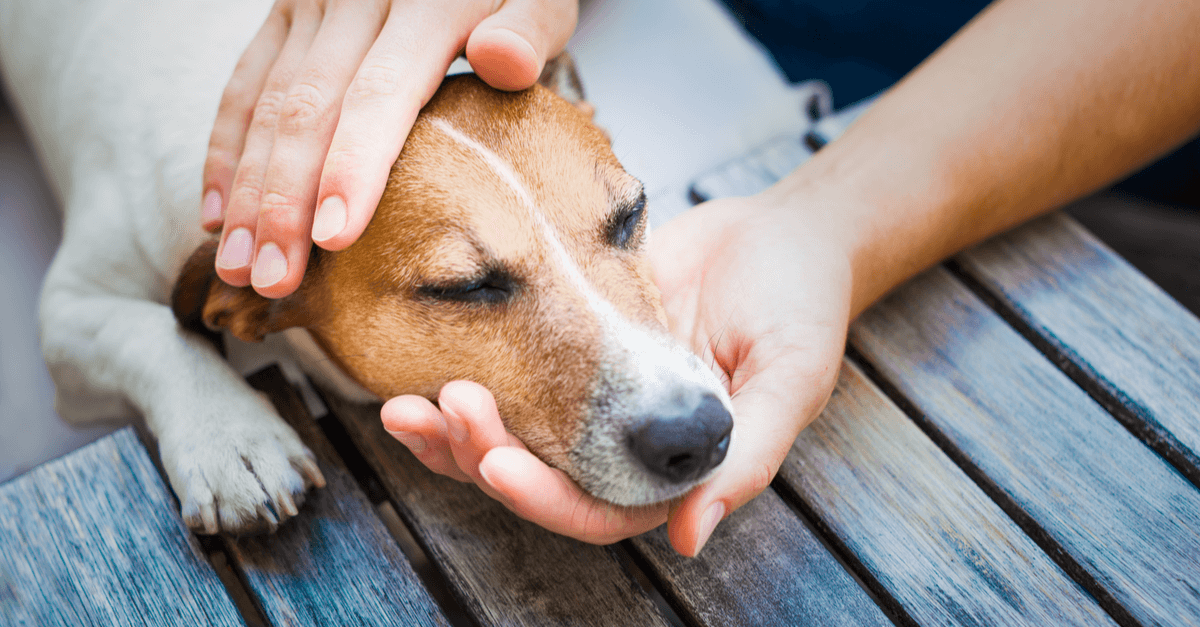 Meu cachorro comeu veneno de rato: cuidados emergenciais - Veterinária