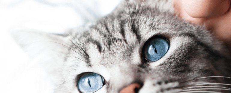 como-adestrar-um-gato
