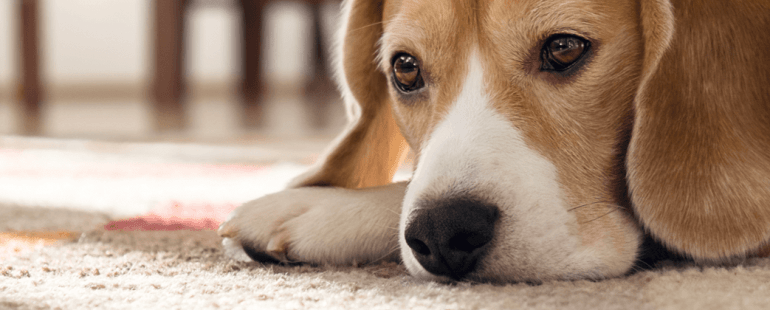deixar o cachorro sozinho no fim de semana: o que fazer?