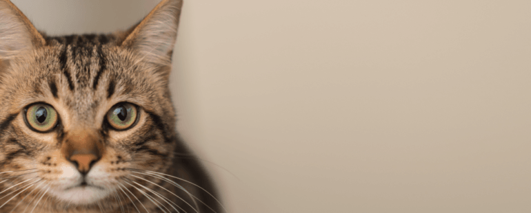 vacinas para gatos destaque