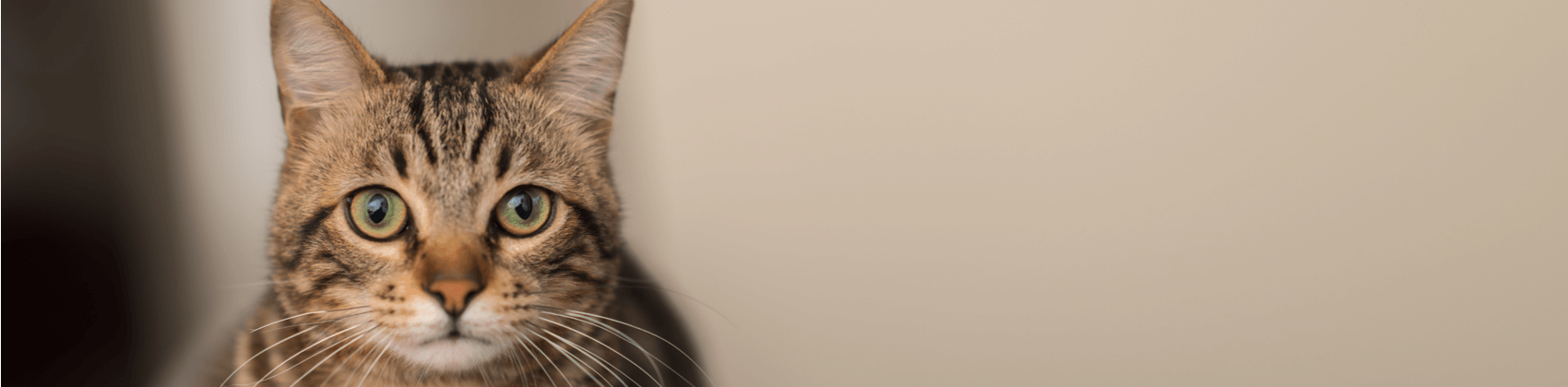 vacinas para gatos destaque