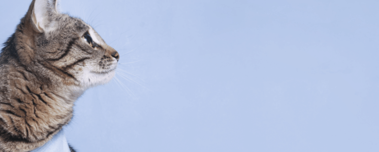 gato castrado destaque