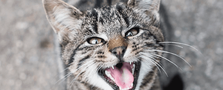 gato miando alto destaque