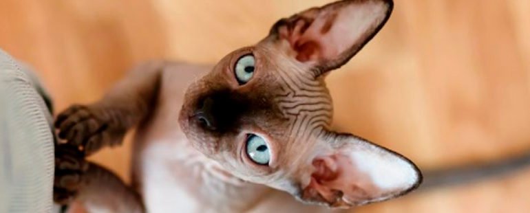 gato sem pelo destaque