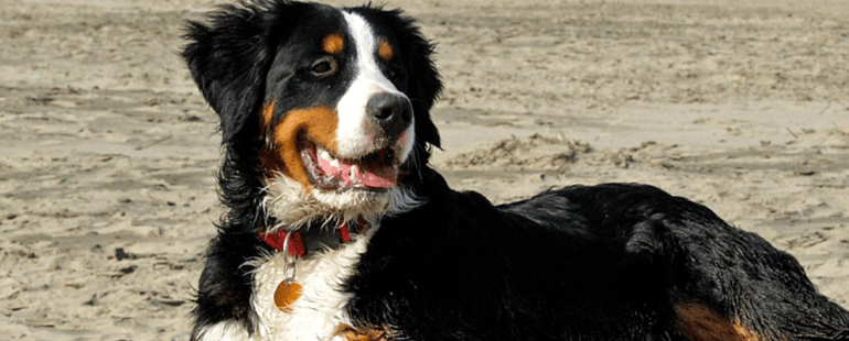 cachorros de porte grande
