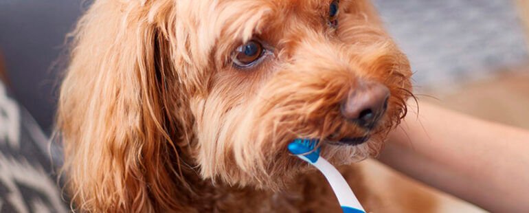 como escovar os dentes do cachorro destaque