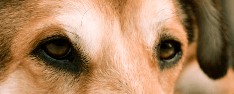 cachorro olho amarelo destaque destaque