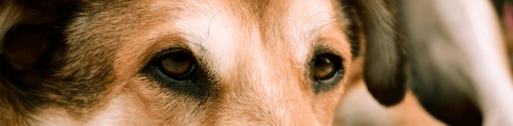cachorro olho amarelo destaque destaque