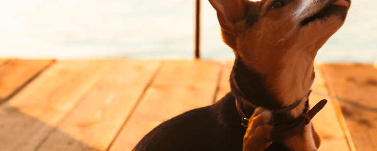 carrapato em cachorro destaque