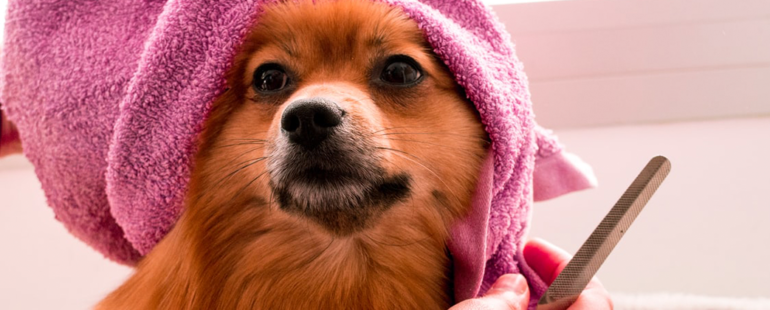 banho em cachorro destaque