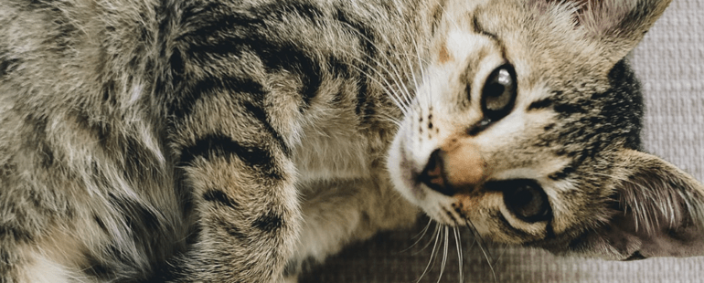 catinip destaque