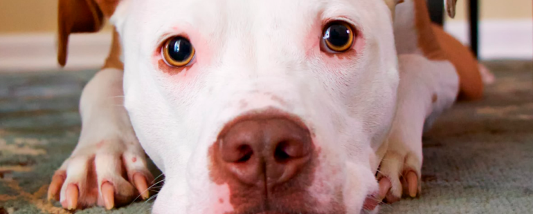 cachorro com lingua roxa destaque