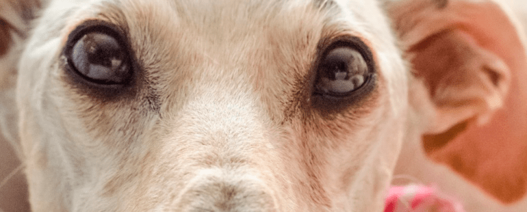 cachorro orelha caida destaque