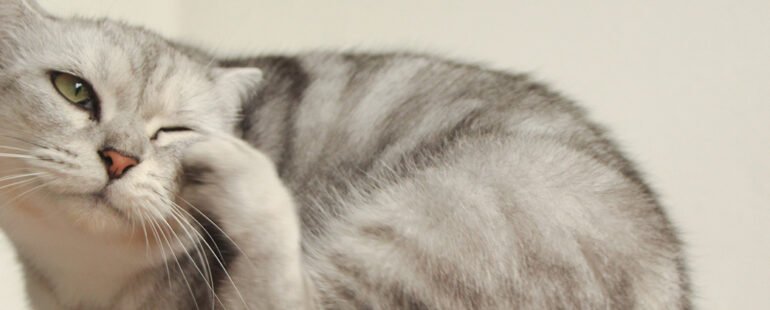 piolhos em gatos destaque