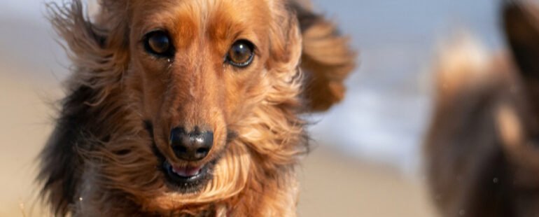 cachorro muito agitado destaque