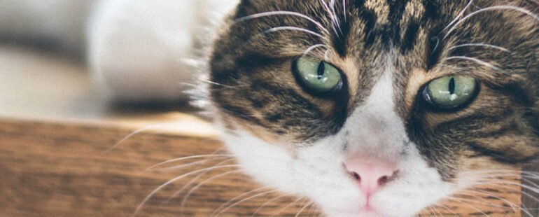 gatos idosos destaque