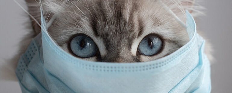 gato gripado destaque