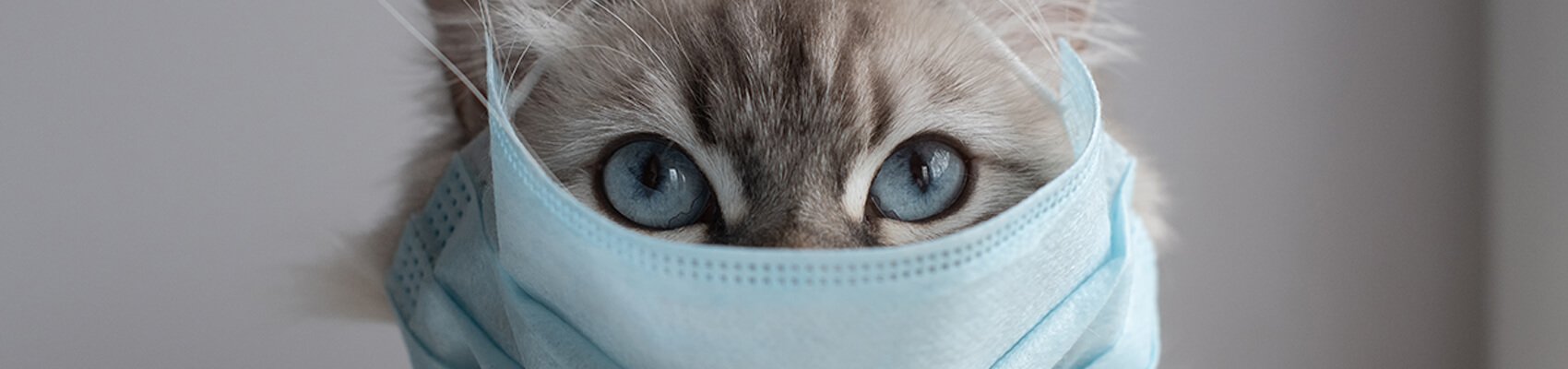 gato gripado destaque
