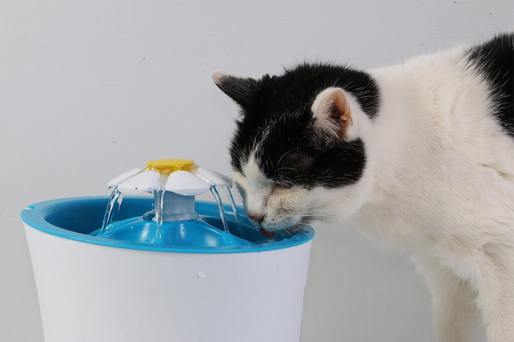 fonte de agua para gatos