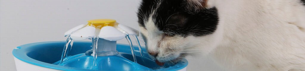 fonte de agua para gatos destaque