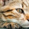 Gato desidratado: o que significa e como identificar?