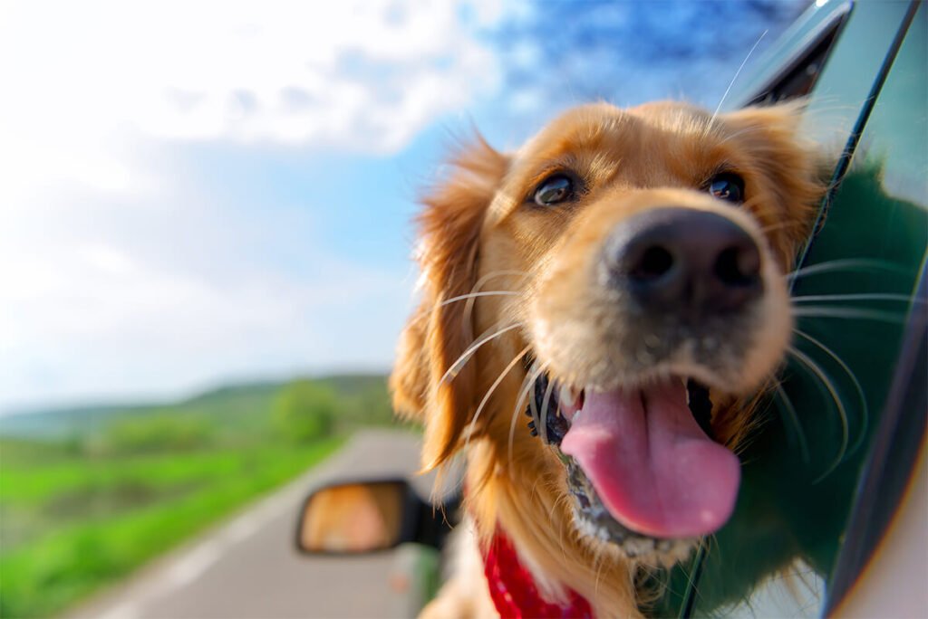 viajar de carro com cachorro