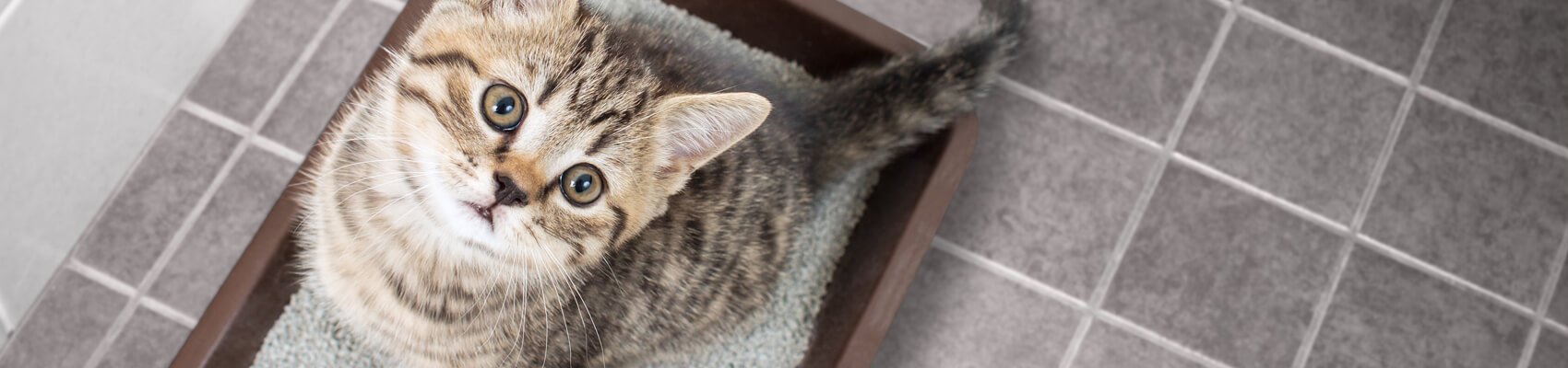 Como ensinar gato filhote a usar caixa de areia