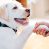 Adestramento canino: por que é importante?